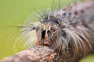 Caterpillar