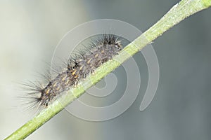 Caterpillar
