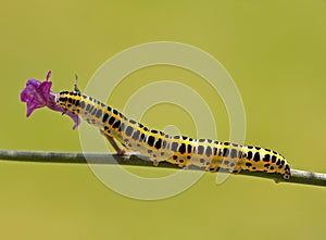 Caterpillar