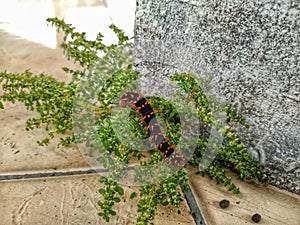 Caterpillar