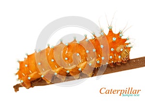 Caterpillar