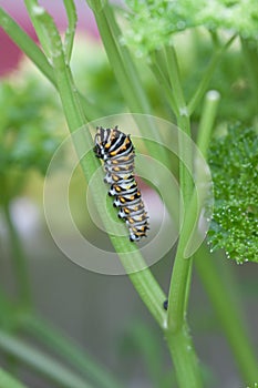 Caterpillar