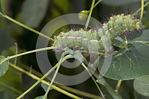 Caterpillar