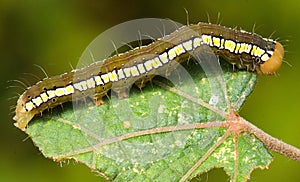 Caterpillar