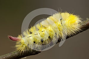 Caterpillar