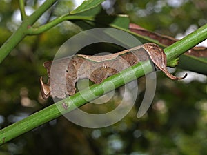 Caterpillar