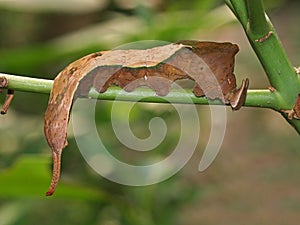 Caterpillar