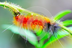 Caterpillar