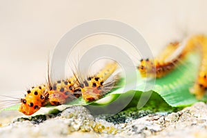 Caterpillar