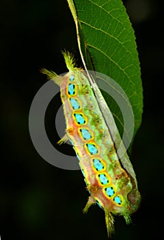 Caterpillar