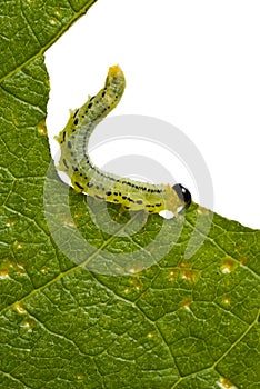 Caterpillar