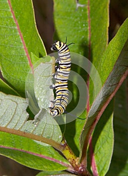 Caterpillar photo