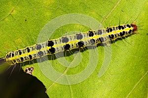 Caterpillar