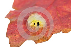 Caterpillar