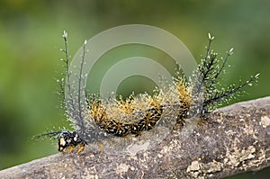 Caterpillar