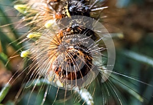 Caterpillar