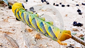 Caterpillar Acherontia atropos, Death`s head hawkmoth, found on the Mediterranean coast on a tree