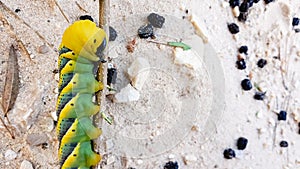 Caterpillar Acherontia atropos, Death`s head hawkmoth, found on the Mediterranean coast on a tree photo