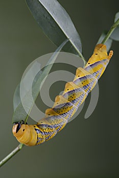 Caterpillar of Acherontia atropos - Deaths-head Hawk Moth
