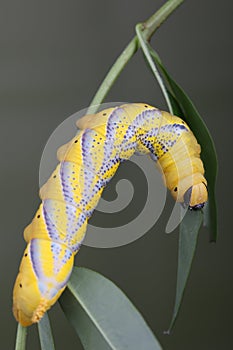 Caterpillar of Acherontia atropos - Deaths-head Hawk Moth