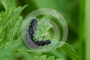 Caterpillar of Aglais io