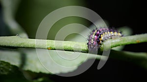 Caterpillar of an almond-tree leaf skeletonizer moth Aglaope infausta photo