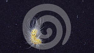 Caterpillar of the American white butterfly (Hyphantria cunea.
