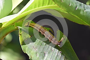 Caterpillar with Antennae in a Garden