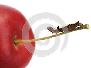 Caterpillar and apple