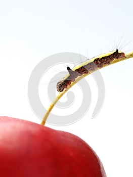 Caterpillar and apple