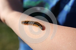 Caterpillar on an arm