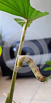 The caterpillar Attacus atlas or ulat keket