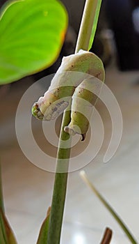 The caterpillar Attacus atlas ulat keket