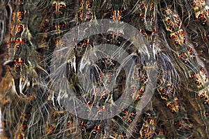 Caterpillar background