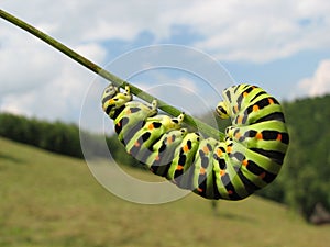 a caterpillar balances on a blade of grass