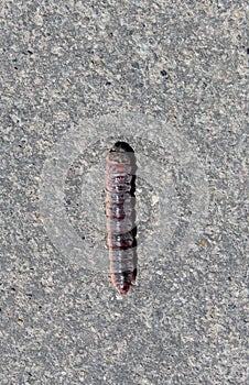 Caterpillar in ballad on the asphalt