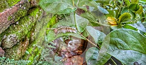 caterpillar on a beautiful green leaf  foliage background