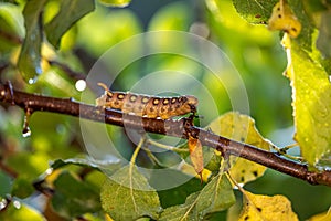 Caterpillar Bedstraw Hawk Moth crawls on a branch during the rain. Caterpillar Hyles gallii the bedstraw hawk-moth or galium