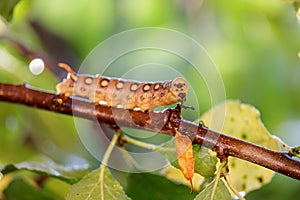 Caterpillar Bedstraw Hawk Moth crawls the rain. Caterpillar (Hyles gallii) the bedstraw hawk-moth or galium