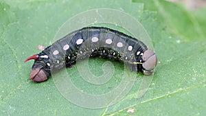 Caterpillar of Bedstraw Hawk-moth or Galium Sphinx