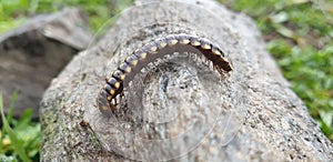 Caterpillar beetle on the rock in spring