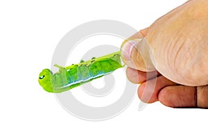 Caterpillar, Big green worm caterpillars animals isolated on a white background that can be easily used to make illustrations or