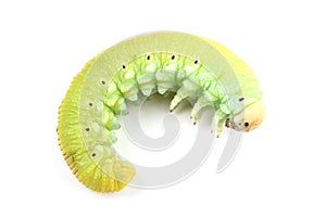 Caterpillar of Birch Sawfly isolated on white