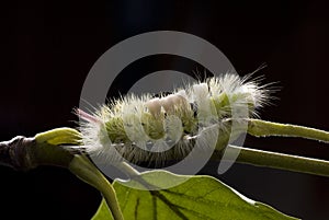 Caterpillar on black background