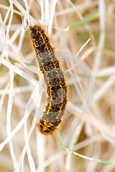 Caterpillar - black and orange and yellow caterpillar