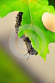 Caterpillar - Black with Yellow Stripes - Anisota Peigleri