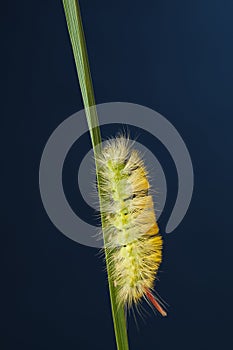 Caterpillar on blade, vertical