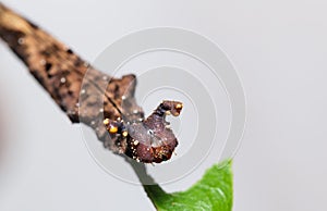 Caterpillar of Blue Begum butterfly