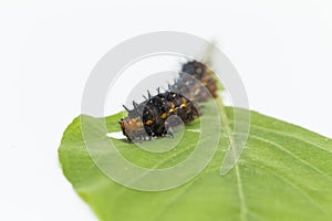 Caterpillar of blue pansy butterfly Junonia orithya Linnaeus