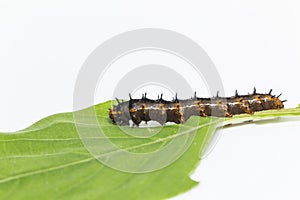 Caterpillar of blue pansy butterfly Junonia orithya Linnaeus